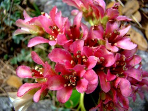 Bergenia in flowering in GHNP
