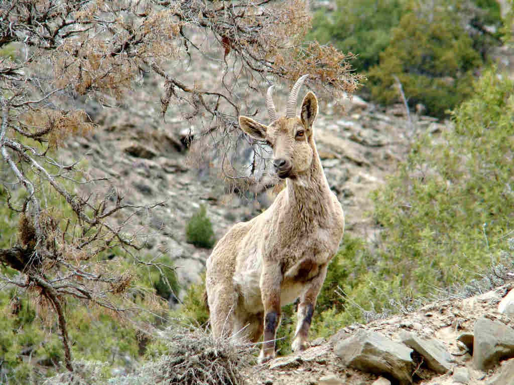 Ibex in GHNP (Click to enlarge) 