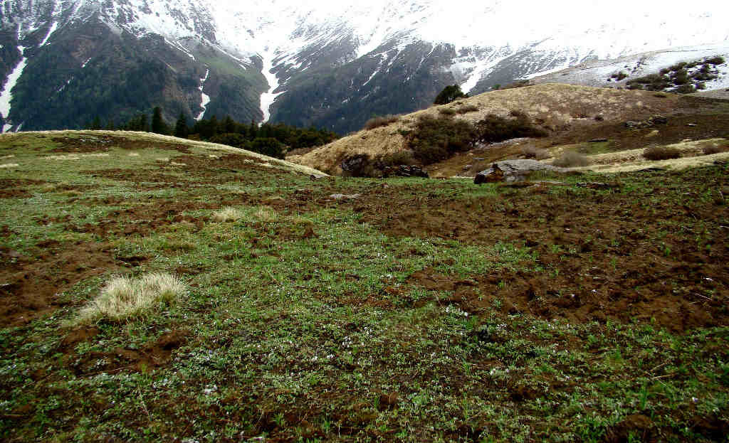 Illegal collection of medicinal herbs in the park (click to enlarge) 