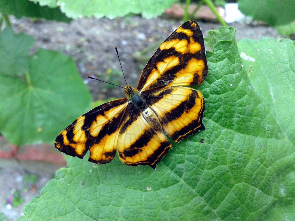 Butterfly 001 TBD (click to enlarge)