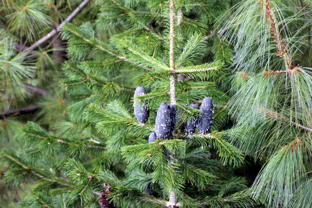 Abies pindrow - Tosh (Click to enlarge)