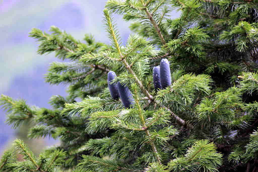 Abies spectabilis - Tosh (Click to enlarge)