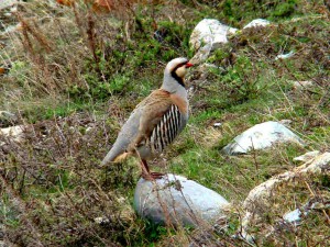 Alectoris chukar - Chukar (click to enlarge)