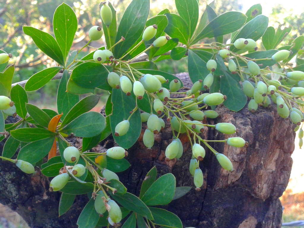 Berberis Lycium - Kashmal (Click to enlarge)