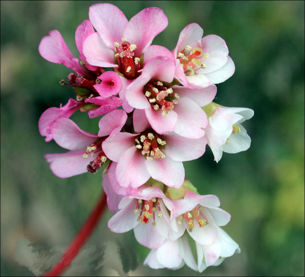 Bergenia ciliata - Paatherchatta ( Click to enlarge) 