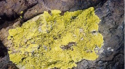 Biodiversity_Lecanorasomervelli