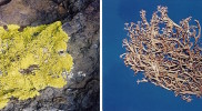 Biodiversity_Lichens980