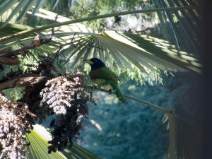 Megalaima virens-HillBarbet (click to enlarge)