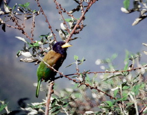 Megalaima virens-Greatbarbet (click to enlarge)