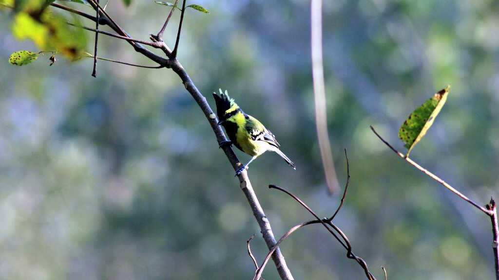 Parus xanthogenys - Black-lored tit (click to enlarge)