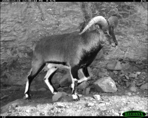 Blue sheep (bharal ) photographed in GHNP - Click to enlarge