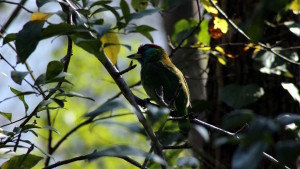 Megalaima asiatica - Blue- throated Barbet (click to enlarge)