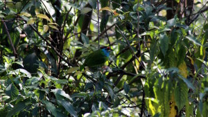 Blue- throated Barbet (click to enlarge)