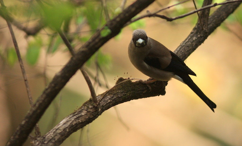 Pyrrhula nipalensis-Brown bullfinch (click to enlarge)