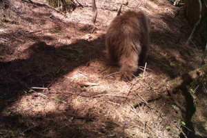 Brown bear photographed in GHNP ( Click to enlarge)