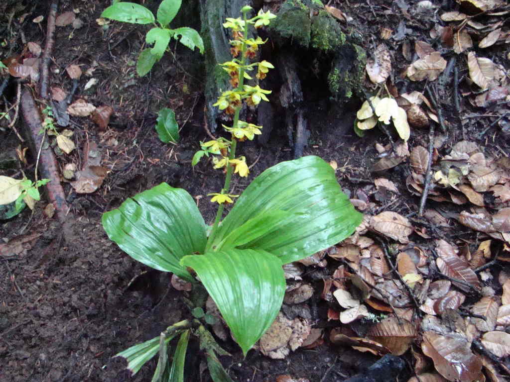 Calanthe tricarinata - Monkey Orchid (Click to enlarge) 