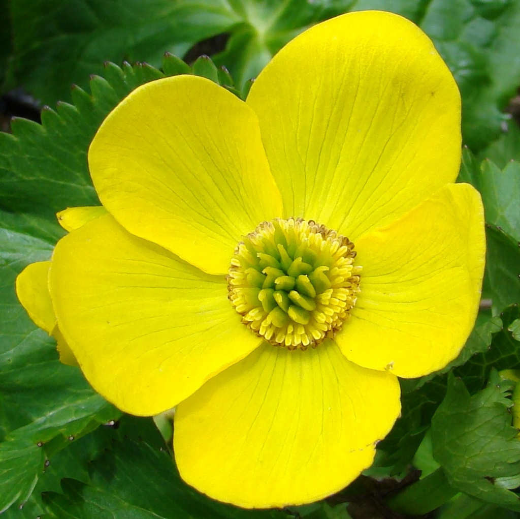 Caltha palustris (click to enlarge)