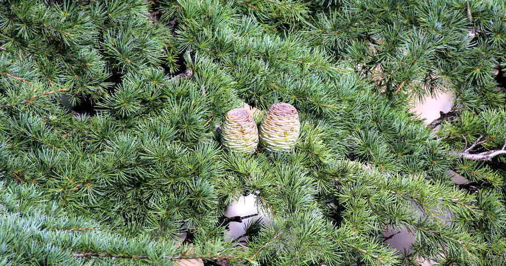 Cedrus deodara - Deodar (Click to enlarge)