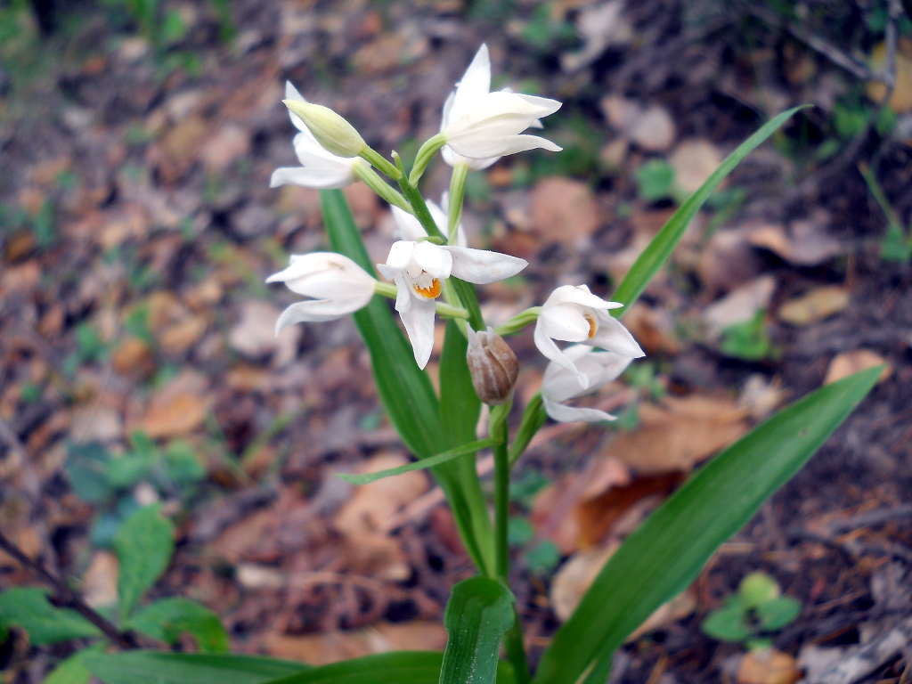 Cephalanthera longifolia - Sword Leaved Helleborine (Click to enlarge)