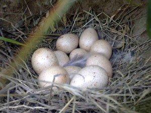 Chukar Eggs (click to enlarge)