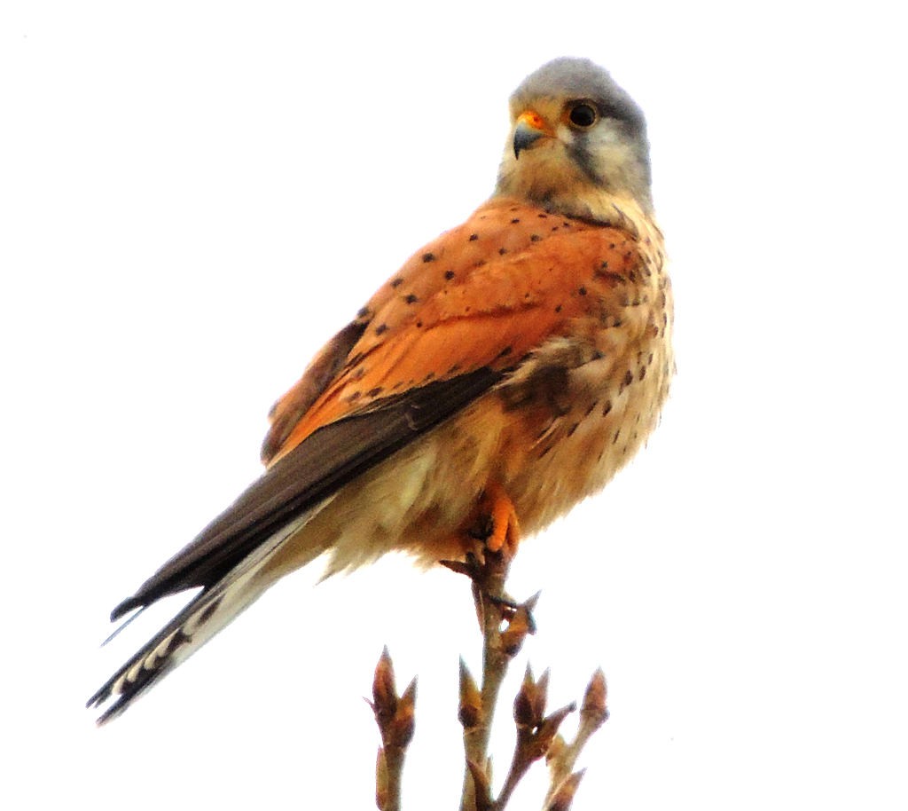 Falco tinnunculus - Common kestrel (click to enlarge)