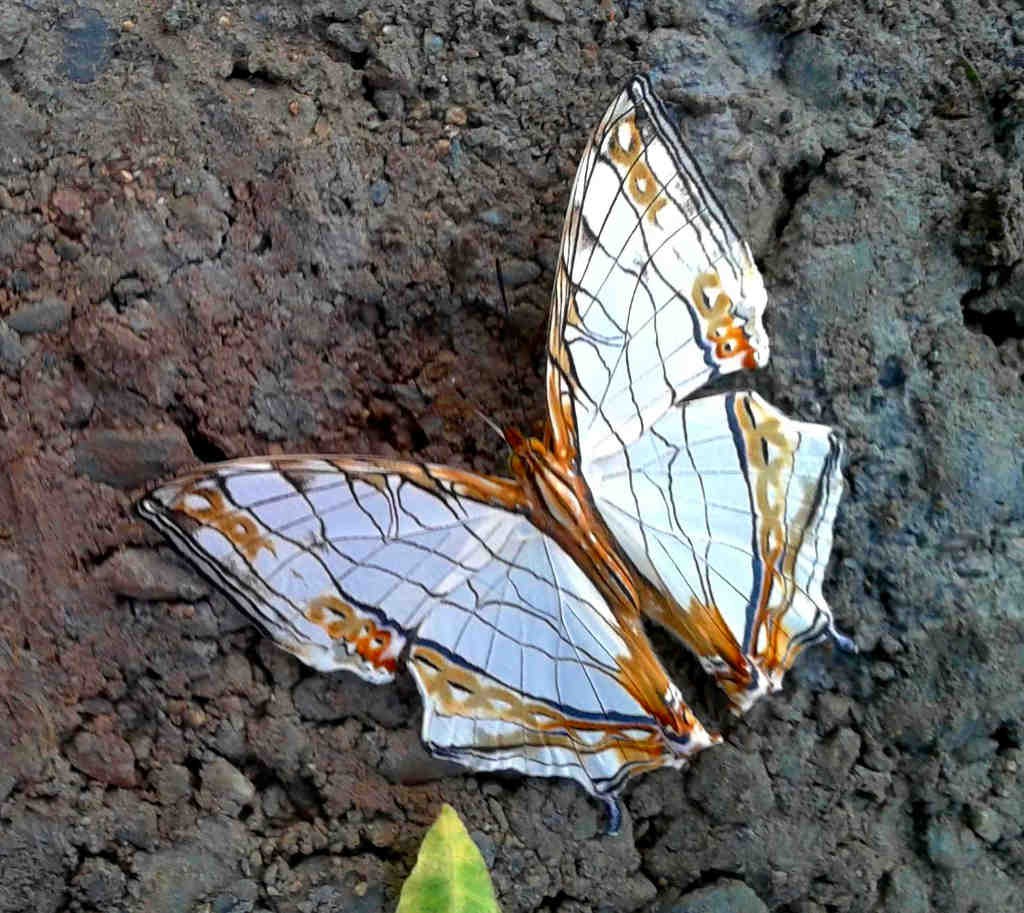 Cyrestis thyodamas - Common map butterfly (click to enlarge)