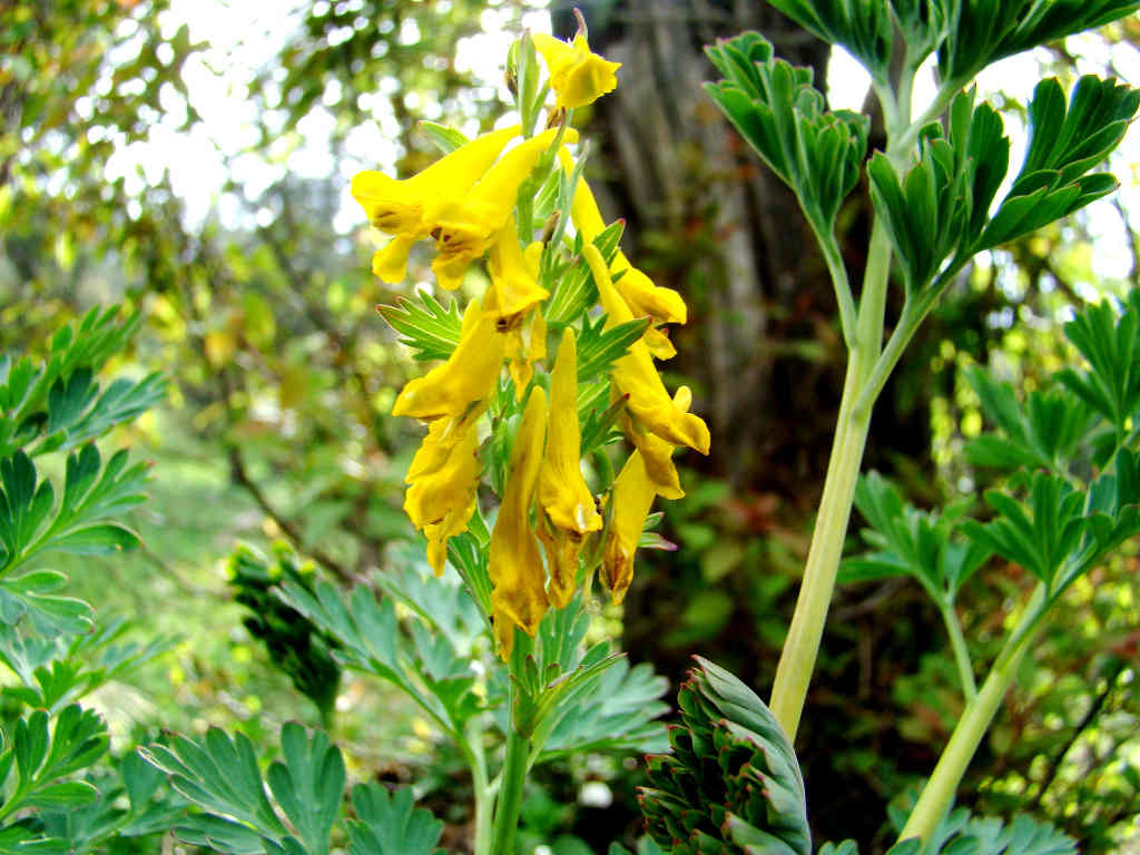  Govan's Corydalis (click to enlarge)