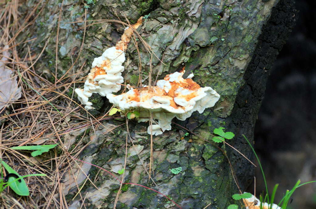 Phellinus spp (click to enlarge)