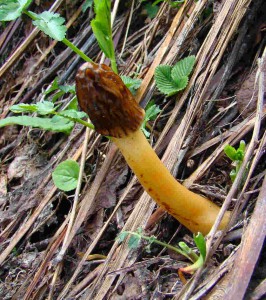 Morchella esculenta-Guchhi (click to enlarge)