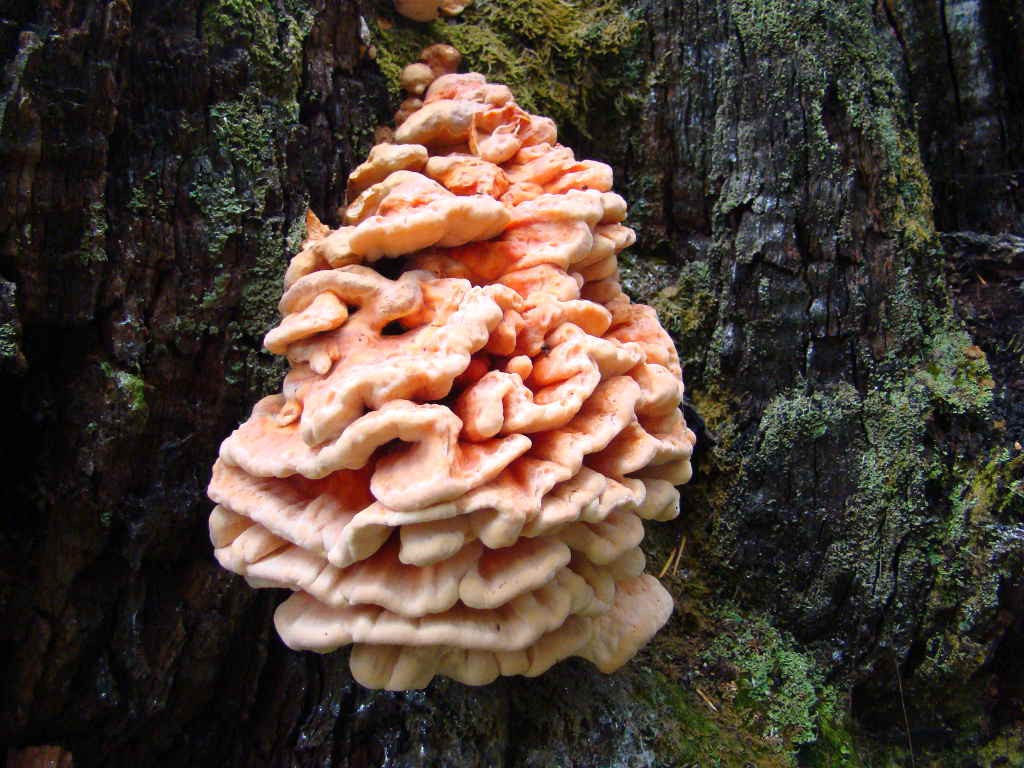 Laetiporus spp (click to enlarge)