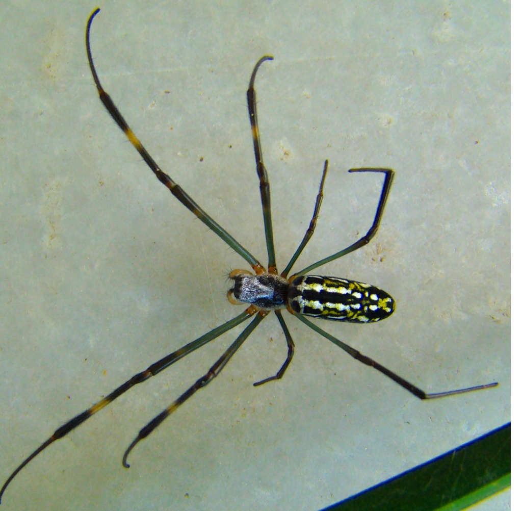 Leucauge  (click to enlarge)