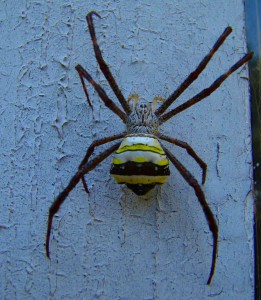 Argiope pulchella - Signature Spider (click to enlarge)