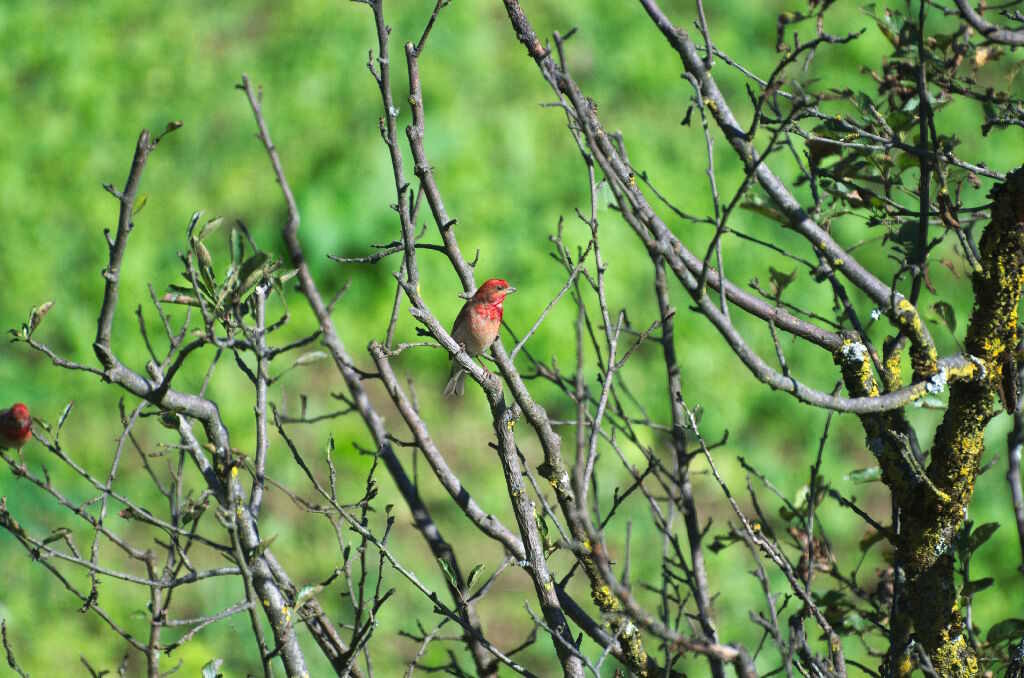 Carpodacus erythrinus-Common rosefinch (click to enlarge)