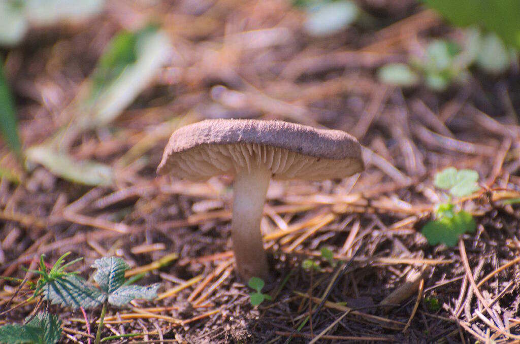 Amanita spp (click to enlarge)