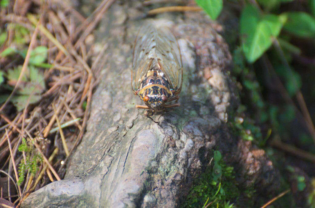 Cicada (Click to enlarge) 