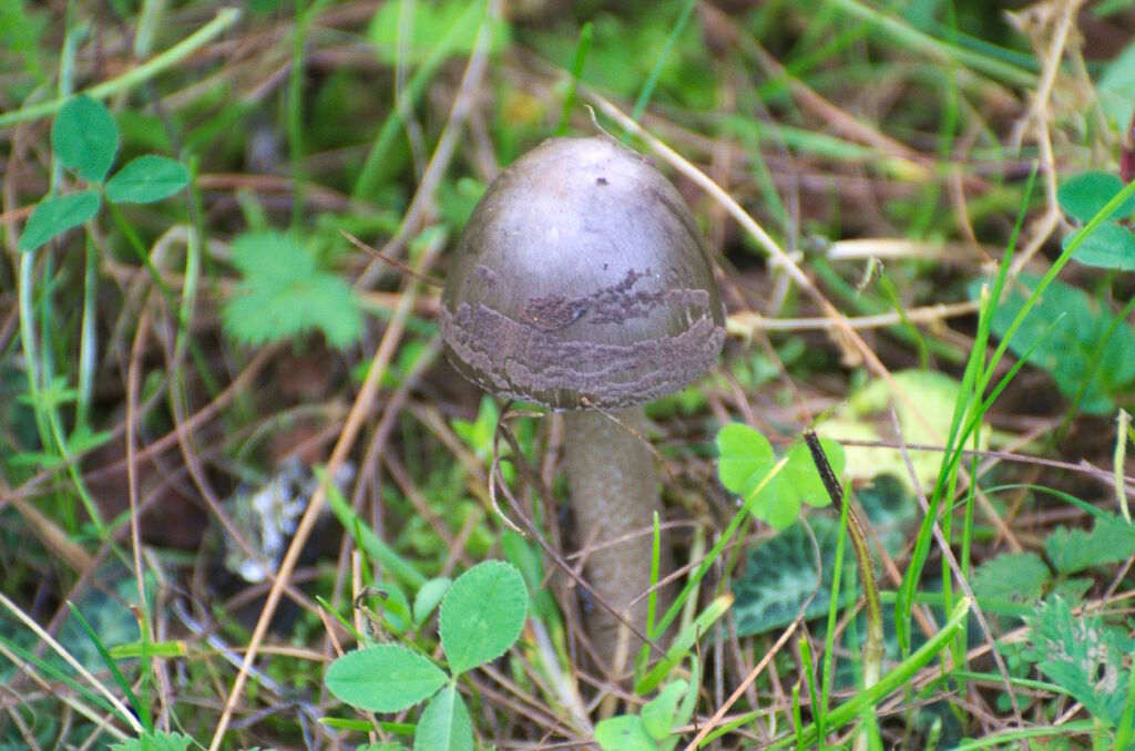 Russula spp (click to enlarge)