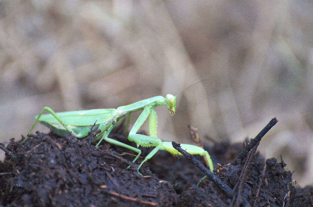 Praying mantis (click to enlarge)