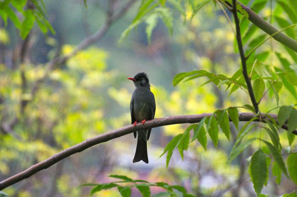 Hypsipetes leucocephalus-Black bulbul (click to enlarge)