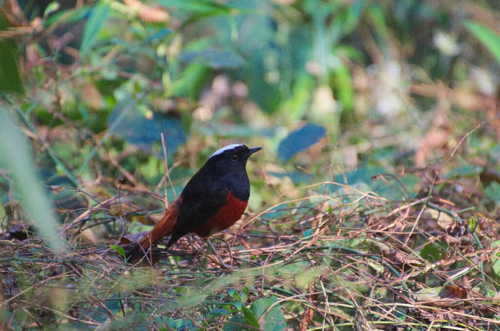 Chaimarrornis leucocephalus-White capped water redstart (click to enlarge)