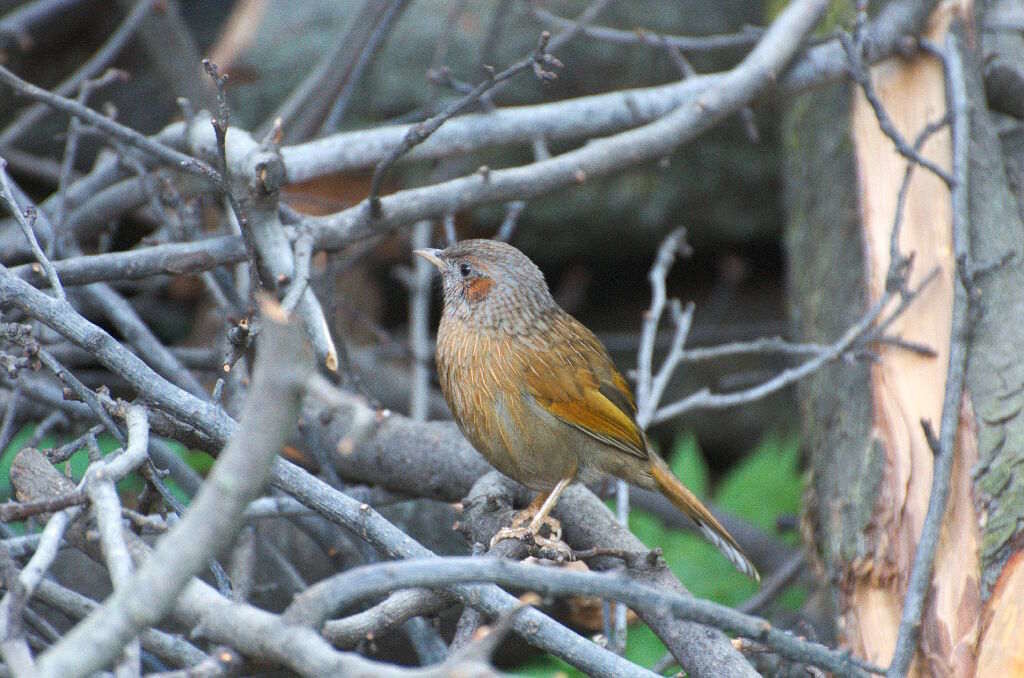 Garrulax striatus-Stricted laughing thrush (click to enlarge)