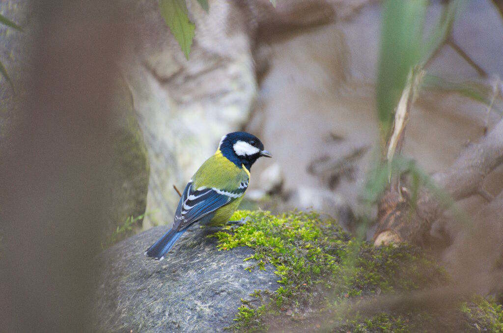   Parus monticolus-Greenbacked tit (click to enlarge)