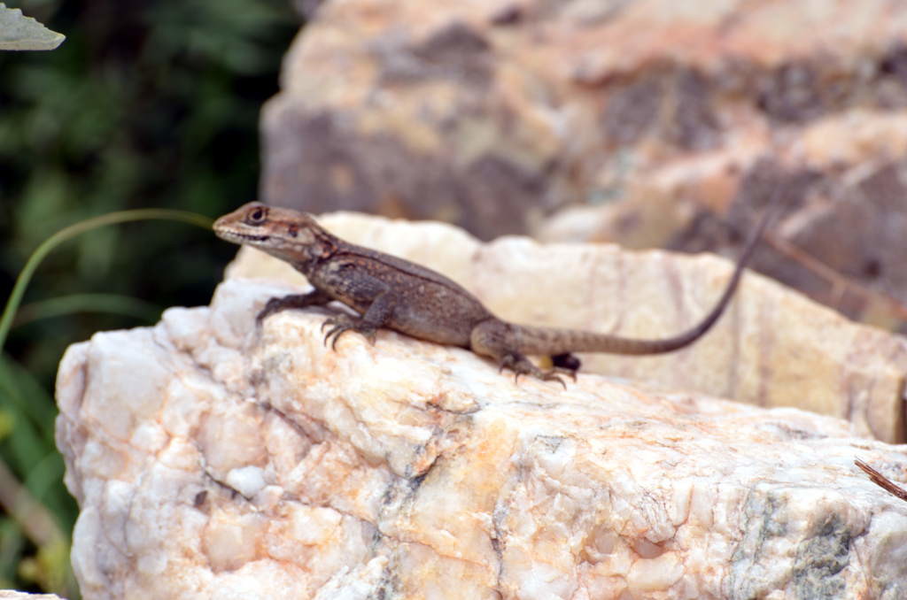 Common wall lizard  (click to enlarge)