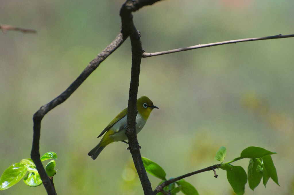 Zosterops palpebrosus-Oriental white eye (click to enlarge)