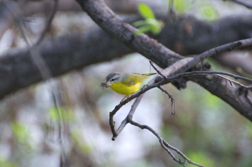 Phylloscopus xanthoschistos - Grey hooded warbler (click to enlarge)