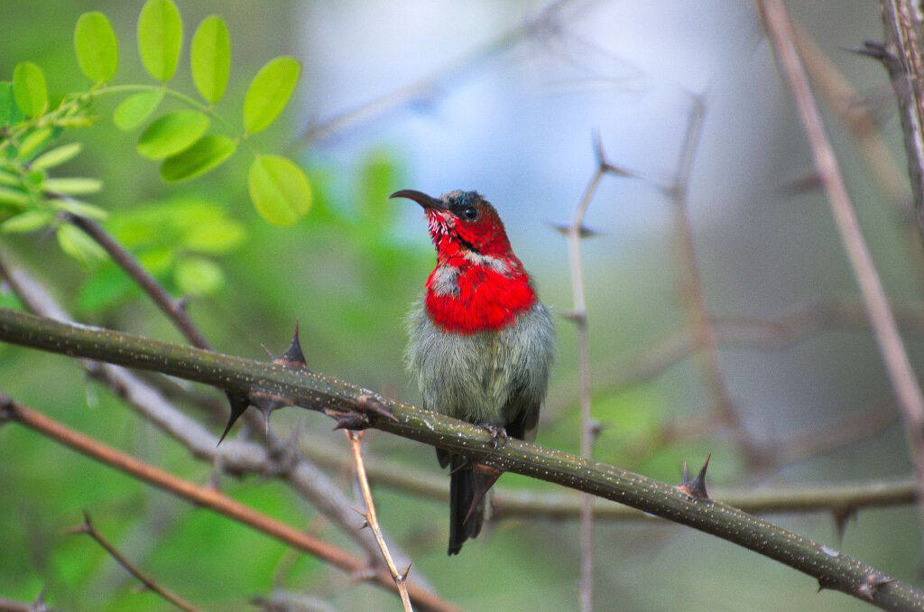 Aethopyga siparaja-Crimson sunbird  (click to enlarge)