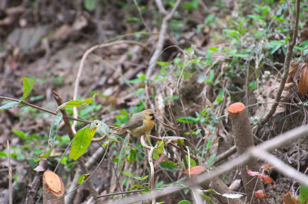 Stachyris pyrrhops-Black chinned babbler  (click to enlarge)