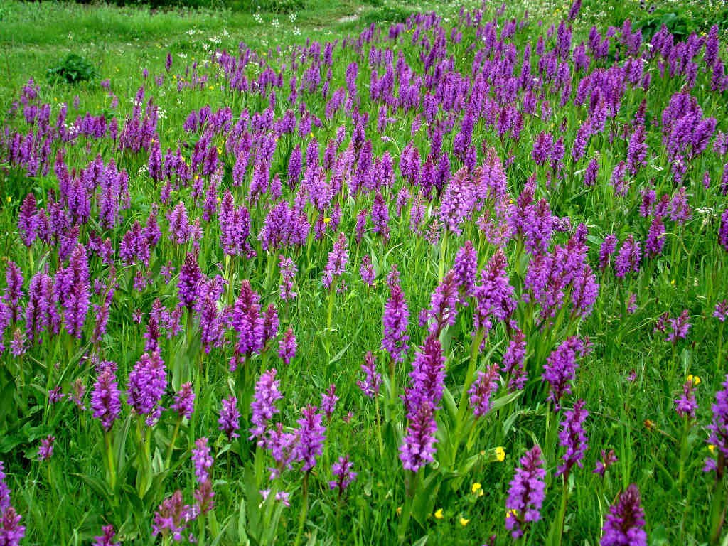 Dactylorhiza hatagirea - Salam panja, field in GHNP (Click to enlarge)