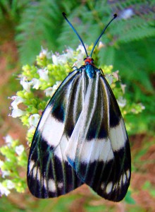 Day fly moth (click to enlarge)