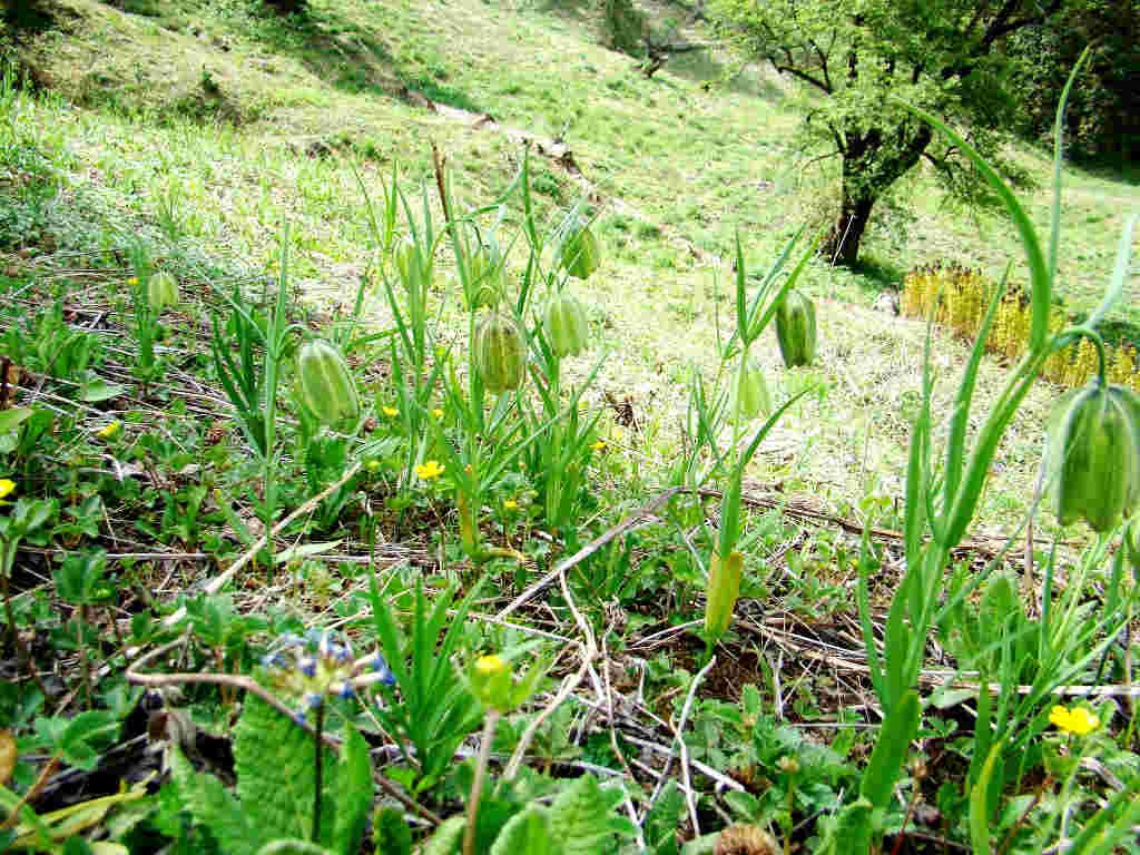 Himalayan Fritillary  - Van lahusan  (click to enlarge)