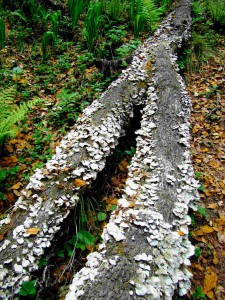 Trametes versicolor (click to enlarge)